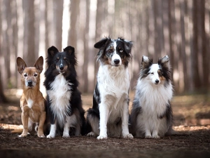 Dogs, shetland Sheepdog, Australian Shepherd, mongrel