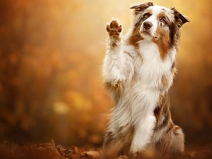 The raised, pud, Australian Shepherd, muzzle, dog