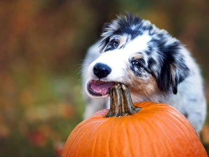 dog, Australian, pumpkin, sheep-dog