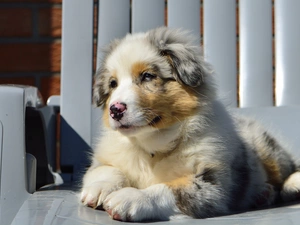 Australian Shepherd, Puppy