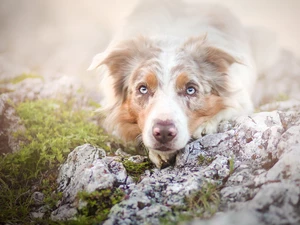 Australian Shepherd, rapprochement