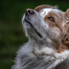 Australian, Head, sheep-dog