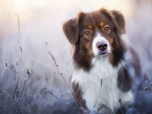 grass, Australian Shepherd, Australian Shepherd