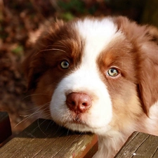 Australian Shepherd