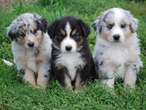 Three, Australian Shepherds, grass, puppies