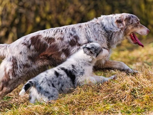 Australian Shepherds, grass, Two cars