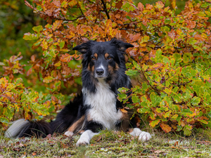 dog, autumn, Bush, Border Collie