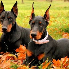 autumn, Leaf, Dobermans, Meadow