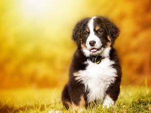 pastoral, Bernese, Meadow, autumn, puppie, dog