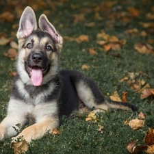 autumn, Leaf, sheep-dog, Meadow