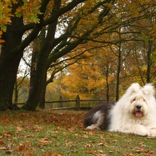autumn, Old English Sheepdog