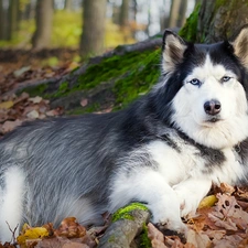 forest, autumn, Husky