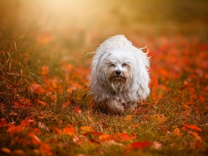 Leaf, autumn, Havanese, Meadow, dog
