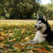 autumn, Leaf, Husky, Meadow