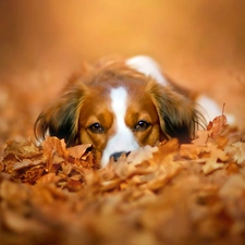Autumn, Dutch, dog, Leaf, Alpine