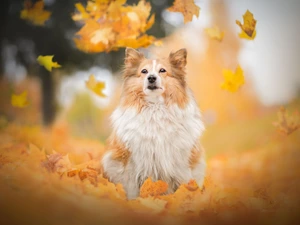 dog, Autumn, Leaf, shetland Sheepdog