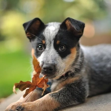 Autumn, Australian Shepherd, dog, leaf, Puppy