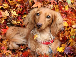 Leaf, autumn, Longhaired, color, dachshund