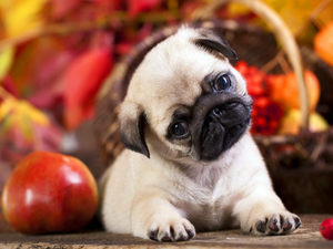 pug, honeyed, Bench, autumn, Apple, puppie