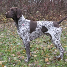 autumn, German Shorthaired Pointer