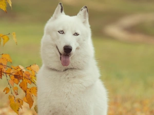 autumn, trees, Siberian, Husky