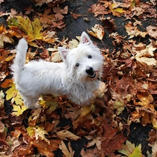 doggy, West Highland White Terrier, White