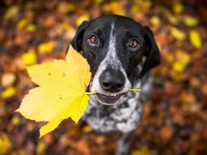 muzzle, dog, fuzzy, background, leaf, Braque d Auvergne