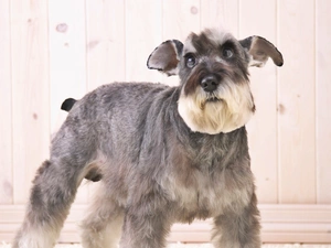 average, Schnauzer