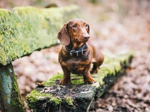 Moss, dachshund, fuzzy, background, Leaf, Bench