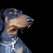 Black, background, dachshund