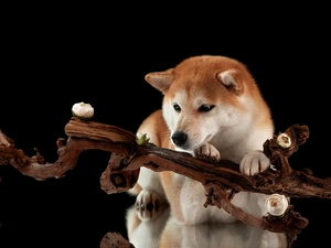 Flowers, dog, Black, background, branch, Shiba inu