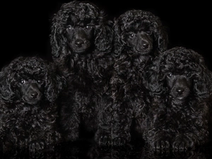 Black, background, Black, Poodles, Dogs
