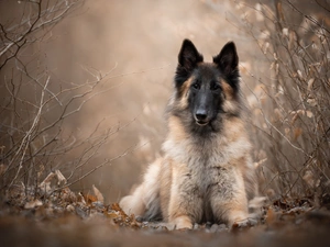 dog, Plants, blurry background, Belgian Shepherd Tervuren