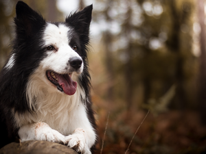 blurry background, dog, Border Collie