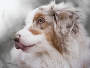 blurry background, dog, Australian Shepherd