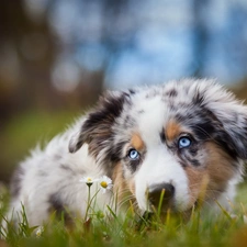 background, daisies, dog, fuzzy, Meadow