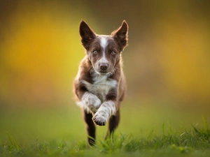 gear, Puppy, fuzzy, background, grass, Border Collie