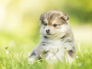 Puppy, grass, blurry background, Finnish Lapphund