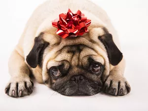 Present, dog, White, background, decoration, pug