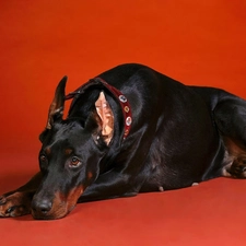 Red, background, Doberman