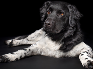 dark, background, Stabyhoun, Stabyhoun, dog