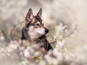 dog, Plants, blurry background, Czechoslovakian Wolfdog