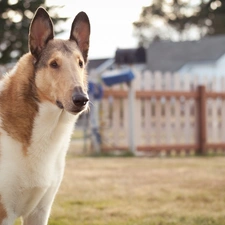 dog, backyard, Big