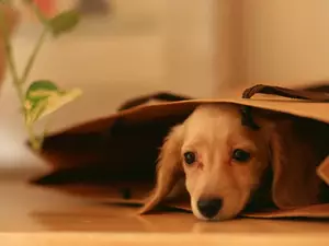 bag, Puppy, paper
