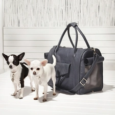 bag, Leather, Two, Chihuahua