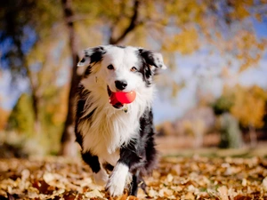 fuzzy, background, the ball, autumn, dog
