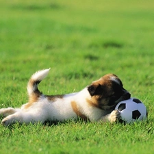 Ball, dog