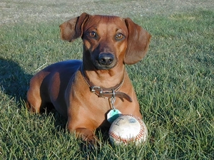 Ball, dog, grass
