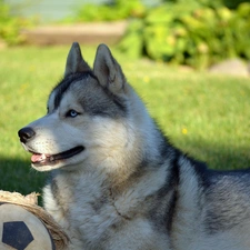 Husky, Ball, Siberian