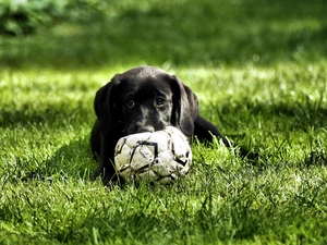 Ball, Puppy, Black, Labrador Retriever